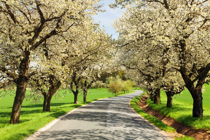 5x De mooiste bloesemroutes op de fiets